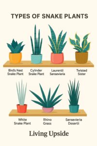 Varieties of Snake Plants Displayed